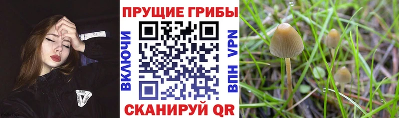 Псилоцибиновые грибы Psilocybe  Бикин 